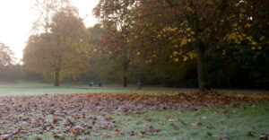 Friedwald im Herbst