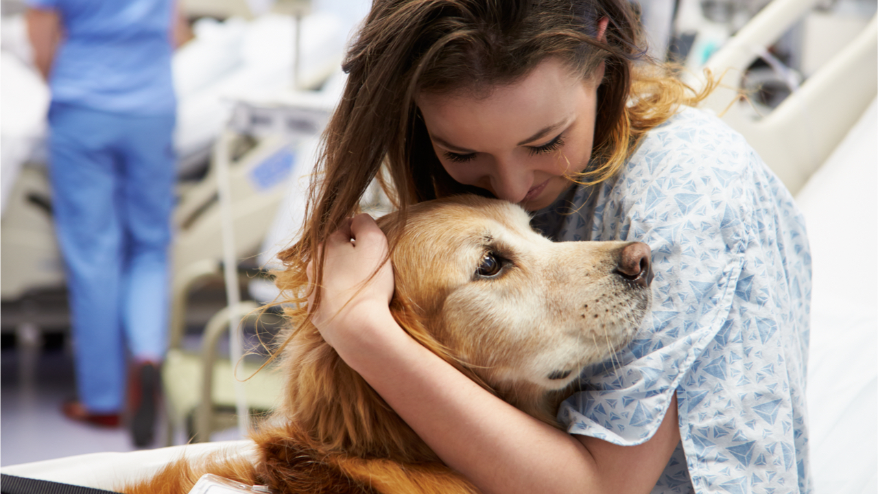 Ein Therapiehund kommt an vielen Stellen zum Einsatz.