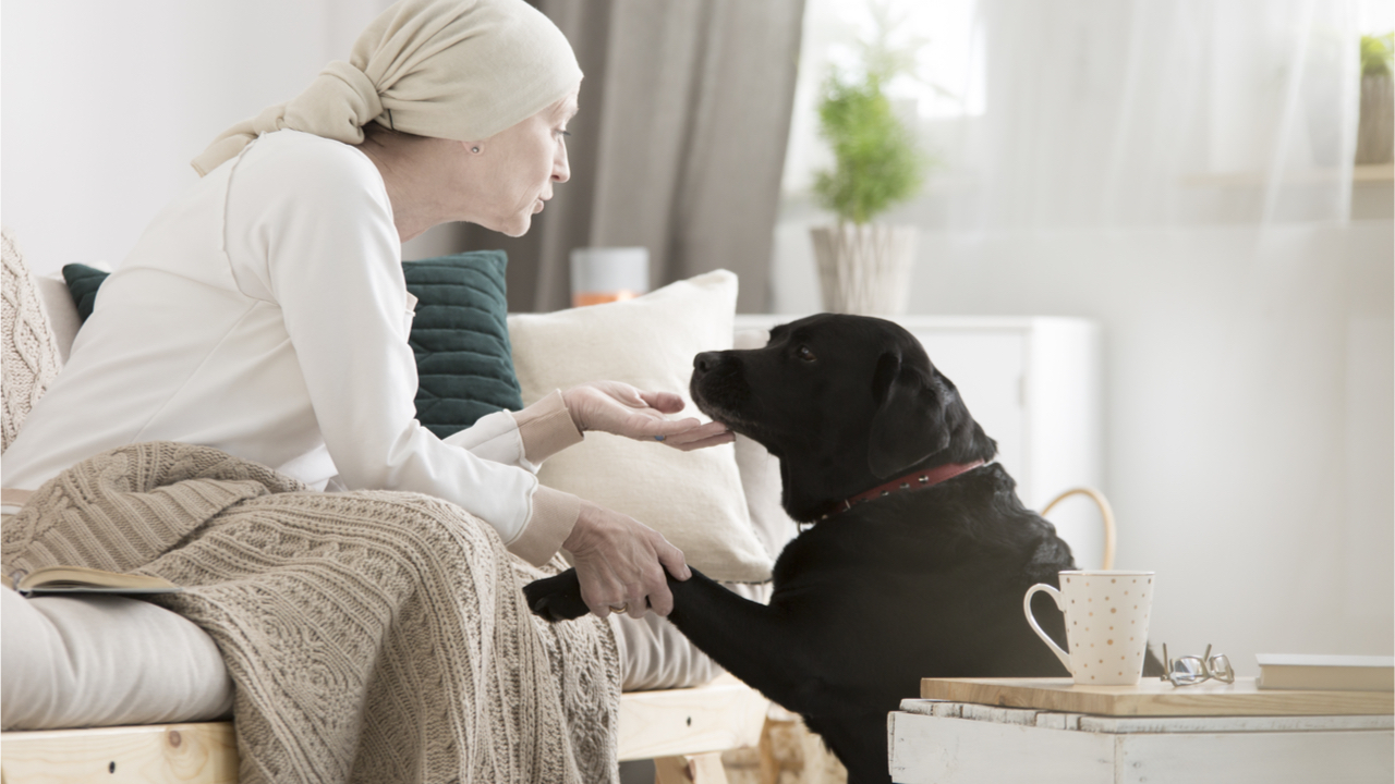 Nicht jede Hunderasse eignet sich zum Therapiehund.