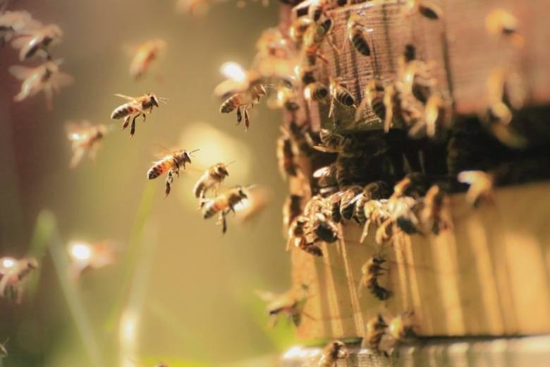 Honigbienen fliegen um Bienenstock