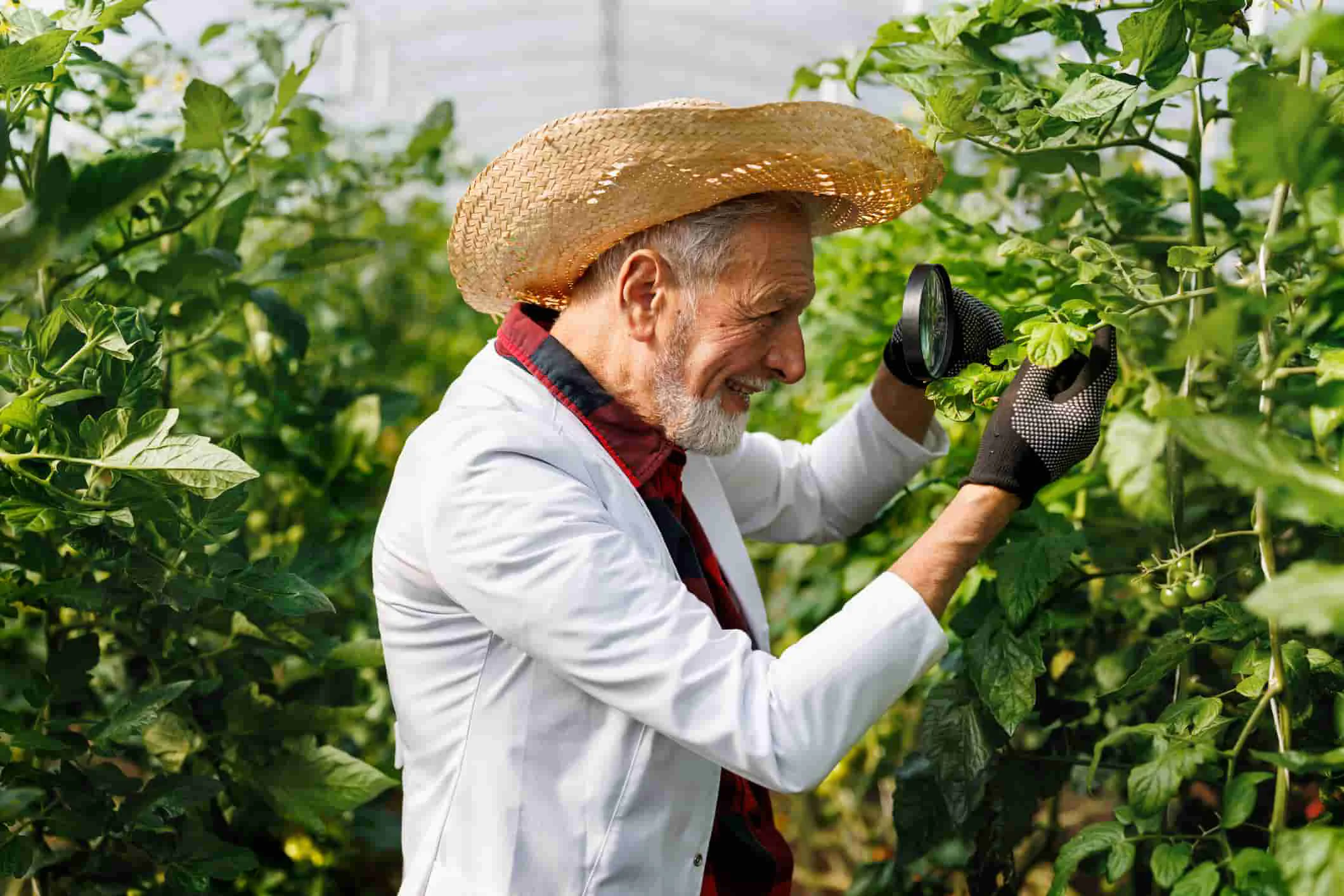 Agrartechniker analysiert Gemüsegarten mit einer Lupe